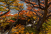 Argentinien, Nationalpark Los Glaciares. Lenga-Buchen im Herbst.
