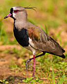 Brazil. A southern lapwing (Vanellus chilensis) foraging along the banks of a river in the Pantanal, the world's largest tropical wetland area, UNESCO World Heritage Site.