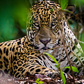 Brasilien. Ein männlicher Jaguar (Panthera onca), ein Apex-Raubtier, das an den Ufern eines Flusses im Pantanal ruht, dem größten tropischen Feuchtgebiet der Welt, UNESCO-Weltkulturerbe.