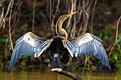 Brasilien. Eine Anhinga (Anhinga anhinga), die ihre Flügel in der Sonne trocknet, gefunden im Pantanal, dem größten tropischen Feuchtgebiet der Welt, UNESCO-Weltkulturerbe.