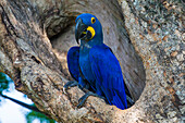 Brazil. Hyacinth macaw (Anodorhynchus hyacinthinus), a vulnerable species of parrot, in the Pantanal, the world's largest tropical wetland area, UNESCO World Heritage Site.