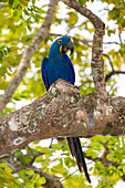 Brazil. Hyacinth macaw (Anodorhynchus hyacinthinus), a vulnerable species of parrot, in the Pantanal, the world's largest tropical wetland area, UNESCO World Heritage Site.
