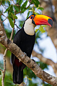 Brazil. Toco Toucan (Ramphastos toco albogularis) is a bird with a large colorful bill, commonly found in the Pantanal, the world's largest tropical wetland area, UNESCO World Heritage Site.