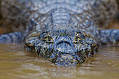 Brasilien. Ein Brillenkaiman (Caiman crocodilus), der häufig im Pantanal vorkommt, dem größten tropischen Feuchtgebiet der Welt, UNESCO-Weltkulturerbe.