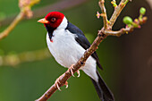 Brazil. Yellow-billed cardinal (Paroaria capitata) is a tanager unrelated to cardinals proper and commonly found in the Pantanal, the world's largest tropical wetland area, UNESCO World Heritage Site.