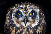 Ecuador, Galapagos Islands, Genovesa Island. Short-eared owl portrait.