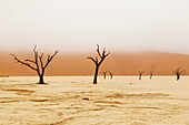 Afrika, Namibia, Namib-Wüste, Namib-Naukluft-Nationalpark, Sossusvlei, Dead Vlei. Alte Kameldornbäume (Vachellia erioloba) gegen die roten Sanddünen mit einer sich senkenden Nebelbank.