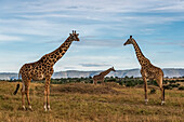 Africa, Tanzania, Serengeti National Park. Giraffes on plain