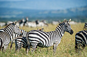 Africa, Tanzania, zebras