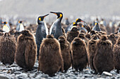 South Georgia Island, Salisbury Plains. Adult king penguins amid juveniles during rainstorm