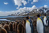 South Georgia Island, St. Andrews Bay. King penguin colony.