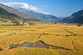 Bhutan, Paro. Felder mit rotem Reis sind golden, wenn sie in diesem fruchtbaren Tal reifen.