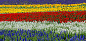 Bunte Blumen in der Lavendelfarm, Furano, Hokkaido, Japan