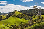 New Zealand, North Island, Coromandel Peninsula. Wharekawa, landscape
