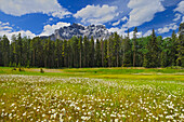 Canada, Alberta, Banff National Park. Landscape with field of common daisies and Cascade Mountain.
