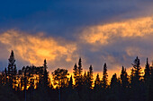 Canada, British Columbia, Liard River Hot Springs Provincial Park. Sunset and forest silhouette