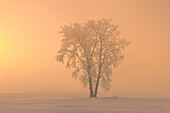 Canada, Manitoba, Dugald. Hoarfrost covered cottonwood tree in fog at sunrise