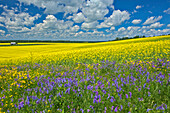 Canada, Ontario, New Liskeard. Canola crop and wild vetch flowers in bloom