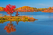 Canada, Ontario, Worthington. Red maple tree reflects in St. Poithier Lake.
