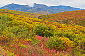 Kanada, Yukon. Herbstfarbene Hügel und Nebel