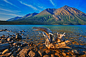 Kanada, Yukon, Kluane-Nationalpark. St. Elias Mountains und Treibholz am Ufer des Kathleen Lake.