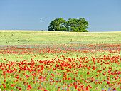 Field With Poppy And Cornflowers In The Usedomer Schweiz On The Island Of Usedom. Germany, Mecklenburg-Western Pomerania