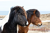 Europa, Nordisland, in der Nähe von Akureyri. Islandpferde haben dichte Mähnen und Mäntel, die sie vor Kälte schützen.