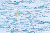 Norwegen, Spitzbergen, 82 Grad Nord. Neugieriger Eisbär, der Stellung bezieht.