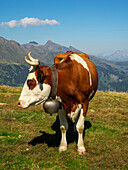 Switzerland, Bern Canton, Mannlichen area, Swiss cow in alpine setting
