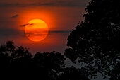 Brasilien. Ein farbenfroher orangefarbener Sonnenuntergang im Pantanal, dem größten tropischen Feuchtgebiet der Welt, UNESCO-Weltkulturerbe.