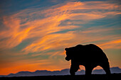 Adult grizzly bear silhouetted on beach at sunrise, Lake Clark National Park and Preserve, Alaska, Silver Salmon Creek