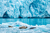 LeConte Glacier, Harbor Seal, LeConte Bay, Alaska, USA
