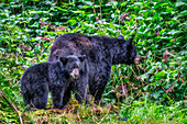 Erwachsener Schwarzbär und Cub, Anan Creek, Wrangell, Alaska, USA