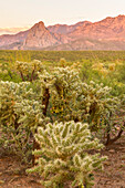 USA, Arizona, Santa Cruz County. Santa Rita Mountains und Cholla-Kaktus bei Sonnenuntergang