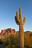 USA, Arizona. Lost Dutchman State Park, Saguaro Cactus (Carnegiea gigantean) in front of the Superstition Mountains