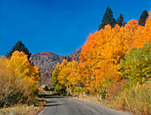 USA, California, Sierra Nevada Mountains. Autumn aspens line road into Lundy Canyon.
