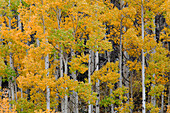Autumn aspen tree pattern on mountain slope near Crystal Lake, near Ouray, Colorado