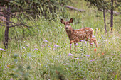 USA, Colorado, Woodland Park. Mule deer fawn in meadow