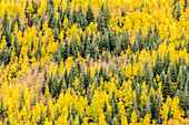 USA, Colorado, Gunnison National Forest. Aspen forest in autumn