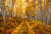 Herbst in den Rocky Mountains von Colorado, wenn Espenbäume leuchtend gelbgold werden