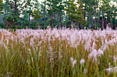 Blooming Muhly grass in a prairie managed by prescribed fire.