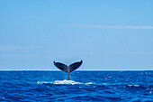 Schwanz des Buckelwals