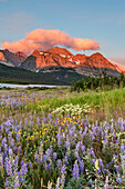 Prairie wildflowers in meadow in Glacier National Park, Montana, USA