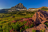 Alpine Wildblumen mit Mount Reynolds am Logan Pass im Glacier National Park, Montana, USA