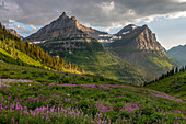 Wildblumen und Berge. Glacier-Nationalpark, Montana, USA.