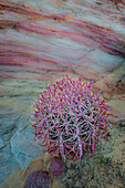 USA, Nevada, Overton, Valley of Fire State Park. Multi-colored rock formation and cactus
