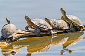 USA, New Mexico, Rio Grande Nature Center Staatspark. Rotohr-Schmuckschildkröten ruhen auf Baumstamm.