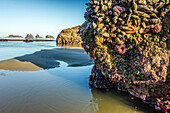 USA, Oregon, Bandon-Strand. Anemonen und Seesterne bei Ebbe ausgesetzt