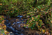 Munson Creek Falls State Natural Site im Herbst in der Nähe von Tillamook, Oregon, USA