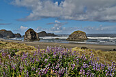 Lupine entlang der südlichen Küste von Oregon in der Nähe des Cape Sebastian State Scenic Corridor